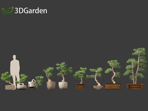 Podocarpus macrophyllus - Buddhist Pine 01 3D Model