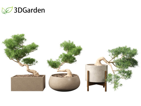 Podocarpus macrophyllus - Buddhist Pine 01 3D Model