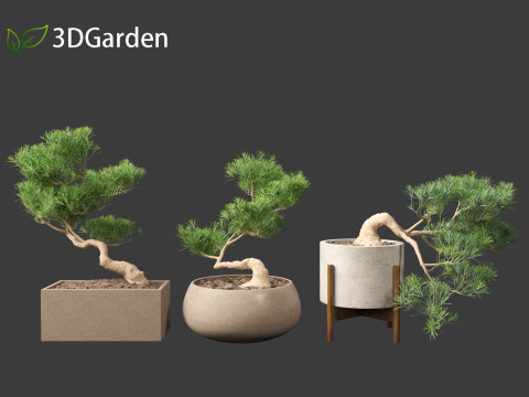 Podocarpus macrophyllus - Buddhist Pine 01 3D Model