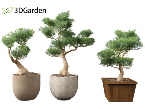 Podocarpus macrophyllus - Buddhist Pine 01 3D Model