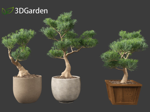 Podocarpus macrophyllus - Buddhist Pine 01 3D Model