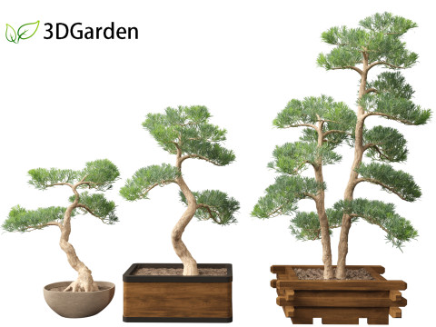 Podocarpus macrophyllus - Buddhist Pine 01 3D Model