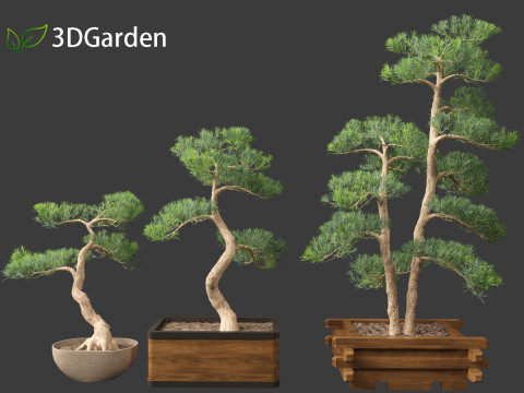 Podocarpus macrophyllus - Buddhist Pine 01 3D Model