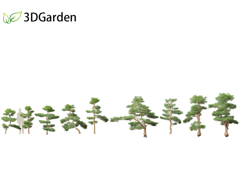 Podocarpus macrophyllus - Buddhist Pine 02 Modèle 3D .c4d .max .obj .3ds .fbx .stl .blend