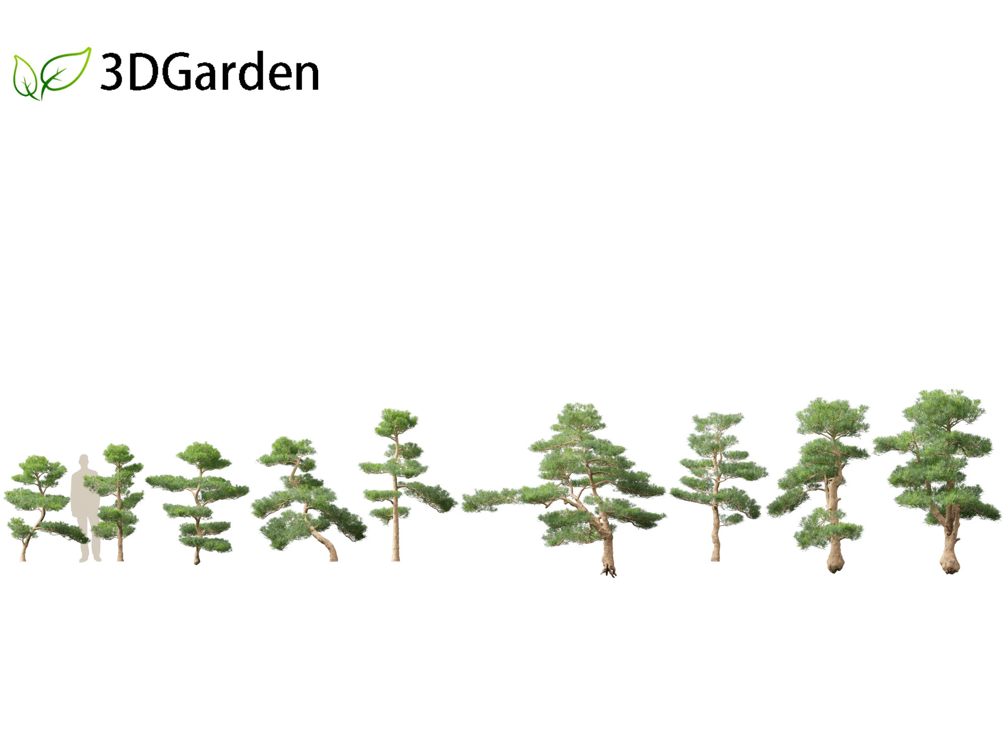 Podocarpus macrophyllus - Buddhist Pine 02 3D Model .c4d .max .obj .3ds .fbx .stl .blend 