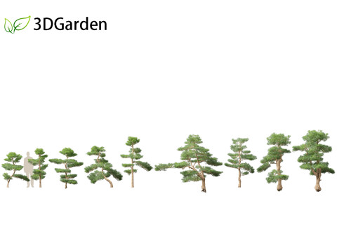 Podocarpus macrophyllus - Buddhist Pine 02 3D Модель