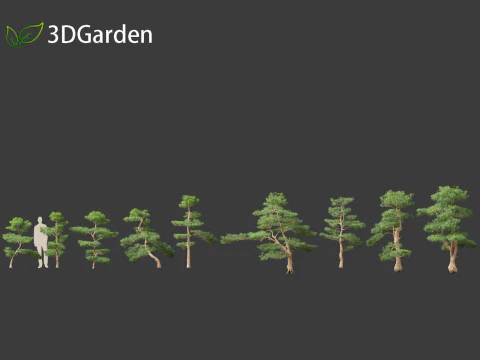 Podocarpus macrophyllus - Buddhist Pine 02 3D Model