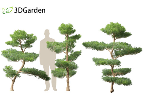 Podocarpus macrophyllus - Buddhist Pine 02 Modèle 3D