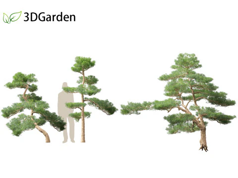 Podocarpus macrophyllus - Buddhist Pine 02 3D Model