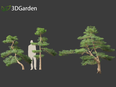 Podocarpus macrophyllus - Buddhist Pine 02 Modèle 3D