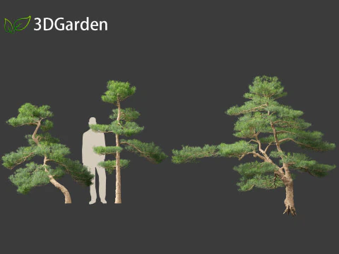 Podocarpus macrophyllus - Buddhist Pine 02 3D Model