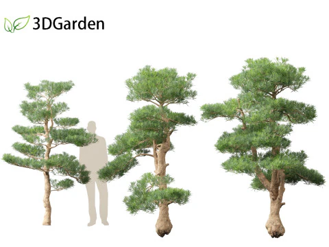 Podocarpus macrophyllus - Buddhist Pine 02 3D Model