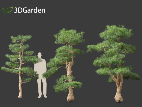 Podocarpus macrophyllus - Buddhist Pine 02 3D Model