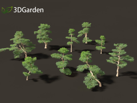 Podocarpus macrophyllus - Buddhist Pine 02 Modèle 3D