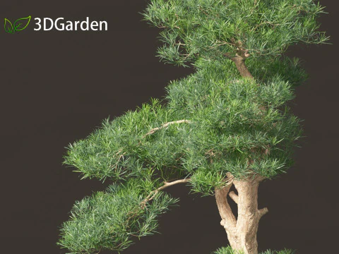 Podocarpus macrophyllus - Buddhist Pine 02 3D Model