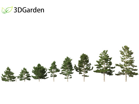 Pinus strobus - Eastern white pine 3D Модель