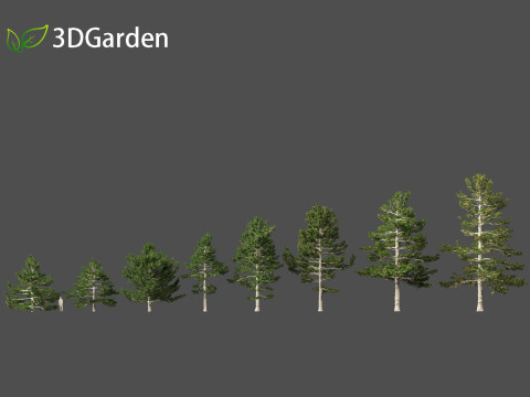 Pinus strobus - Eastern white pine 3D मॉडल