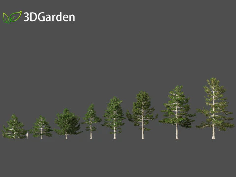 Pinus strobus - Eastern white pine 3D Model