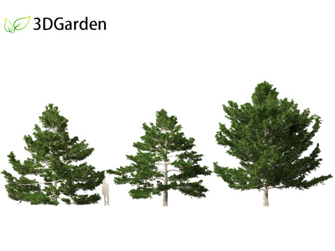 Pinus strobus - Eastern white pine 3D मॉडल