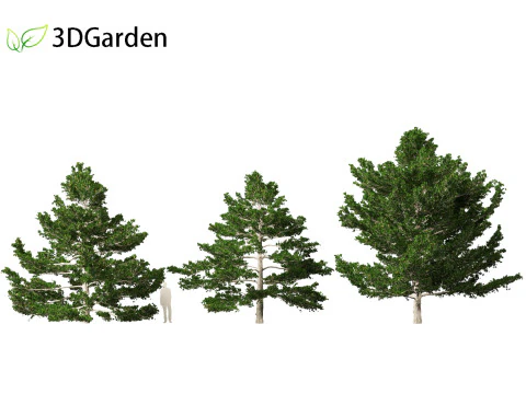 Pinus strobus - Eastern white pine 3D Model