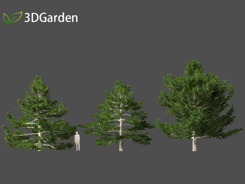 Pinus strobus - Eastern white pine 3D मॉडल