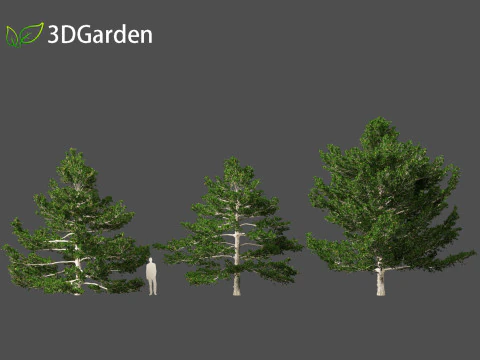 Pinus strobus - Eastern white pine 3D Model