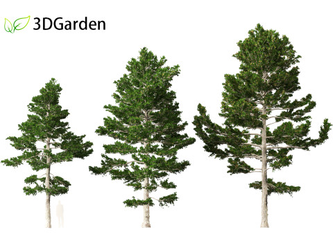 Pinus strobus - Eastern white pine 3D मॉडल