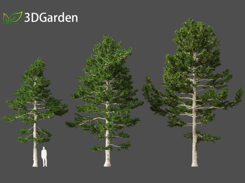 Pinus strobus - Eastern white pine 3D Model