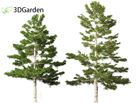 Pinus strobus - Eastern white pine 3D मॉडल