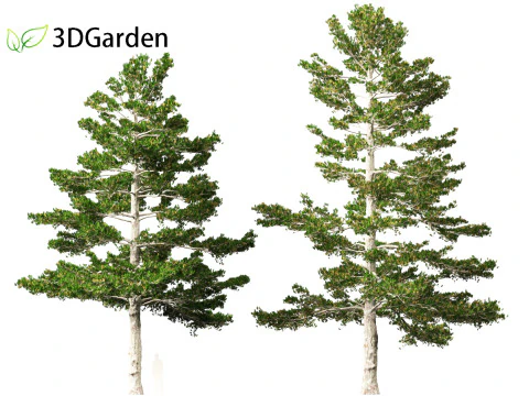 Pinus strobus - Eastern white pine 3D Model