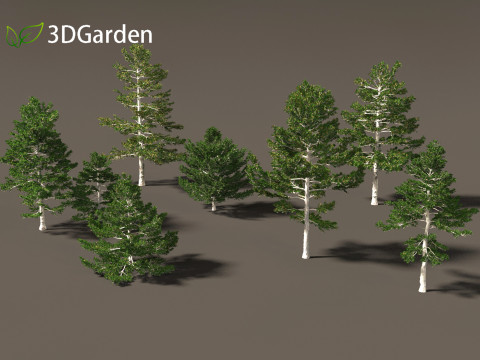 Pinus strobus - Eastern white pine 3D मॉडल