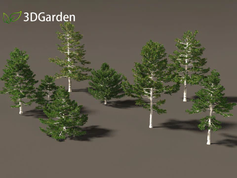 Pinus strobus - Eastern white pine 3D Model