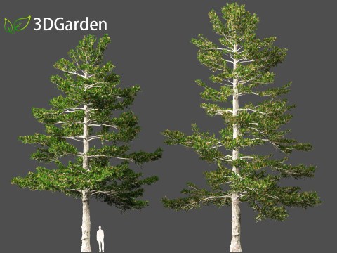 Pinus strobus - Eastern white pine 3D मॉडल
