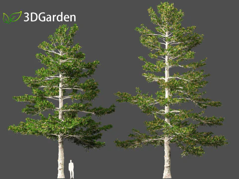 Pinus strobus - Eastern white pine 3D Model