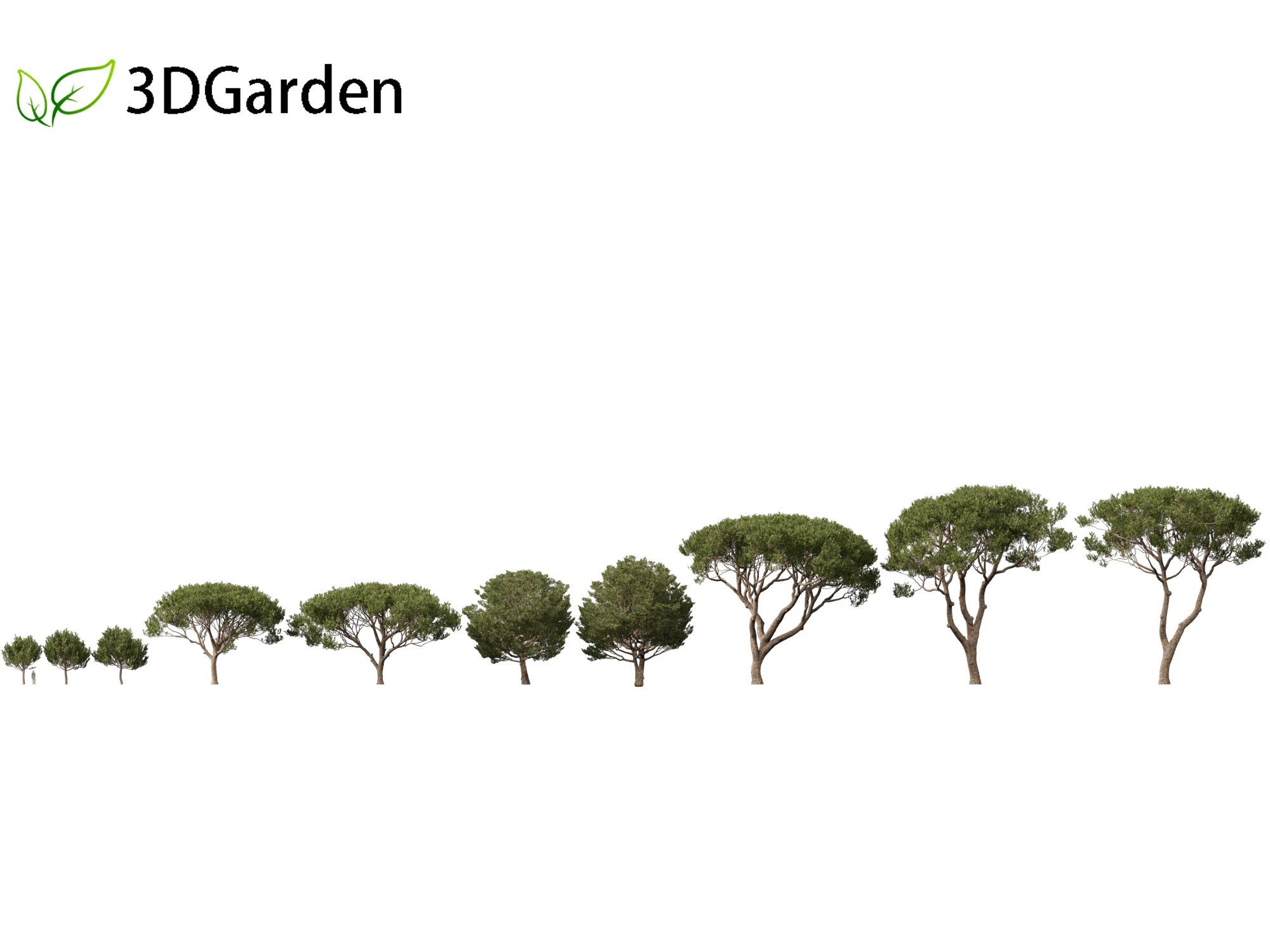 Pinus pinea - Stone pine 3D Model .c4d .max .obj .3ds .fbx .stl .blend 