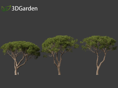 Pinus pinea - Stone pine 3D मॉडल
