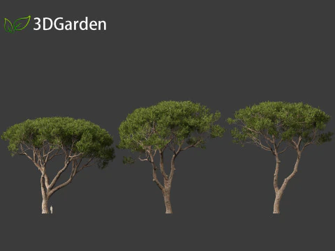 Pinus pinea - Stone pine 3D Model