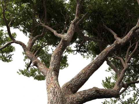 Pinus pinea - Stone pine 3D Model