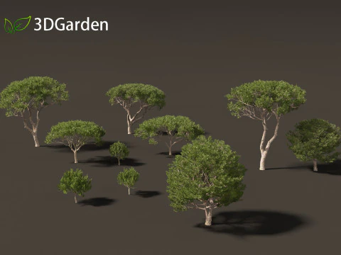Pinus pinea - Stone pine 3D Model