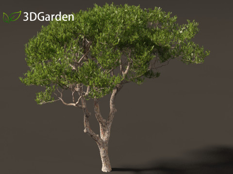 Pinus pinea - Stone pine 3D मॉडल