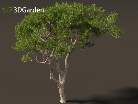 Pinus pinea - Stone pine 3D Model