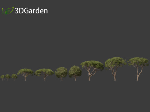Pinus pinea - Stone pine 3D मॉडल