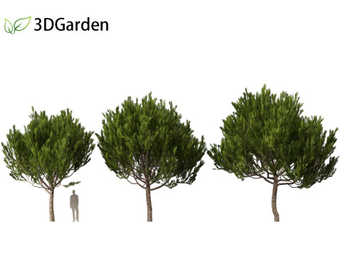 Pinus pinea - Stone pine 3D Model
