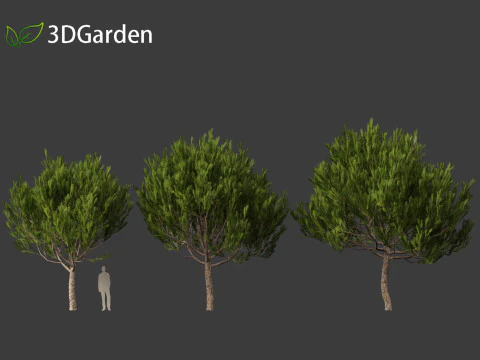 Pinus pinea - Stone pine 3D Model