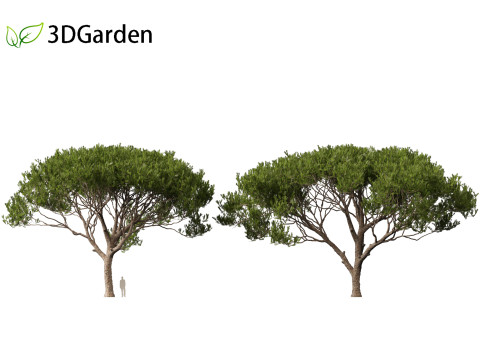 Pinus pinea - Stone pine 3D मॉडल