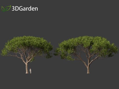 Pinus pinea - Stone pine 3D मॉडल