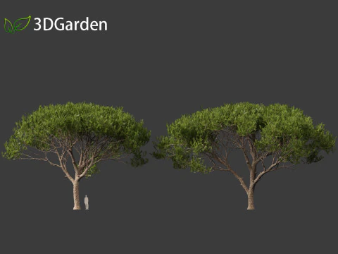 Pinus pinea - Stone pine 3D Model