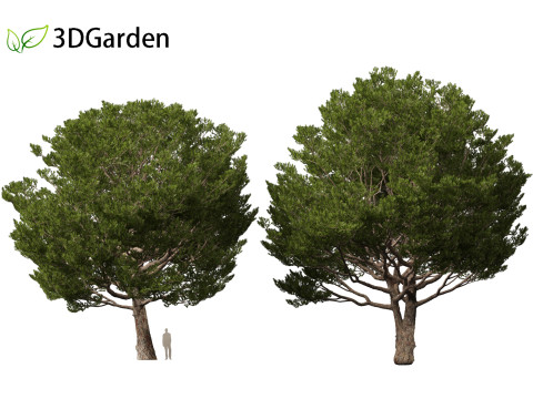 Pinus pinea - Stone pine 3D मॉडल