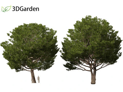 Pinus pinea - Stone pine 3D Model