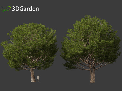 Pinus pinea - Stone pine 3D मॉडल
